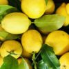 Limoni biologici siciliani vendita online - Azienda Scollo