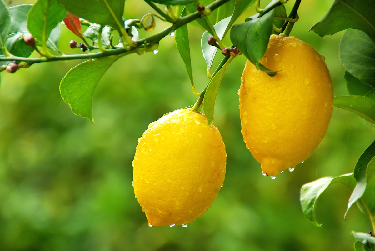 Buy Online Sicilian Lemon from Ribera - Foodexplore